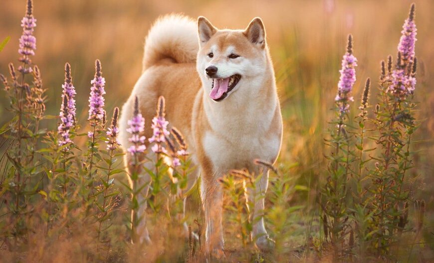 Lachende Shiba Inu (LSHIB) zal met 3.200% stijgen aangezien 20% van het…